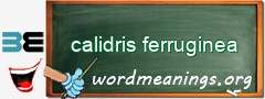 WordMeaning blackboard for calidris ferruginea